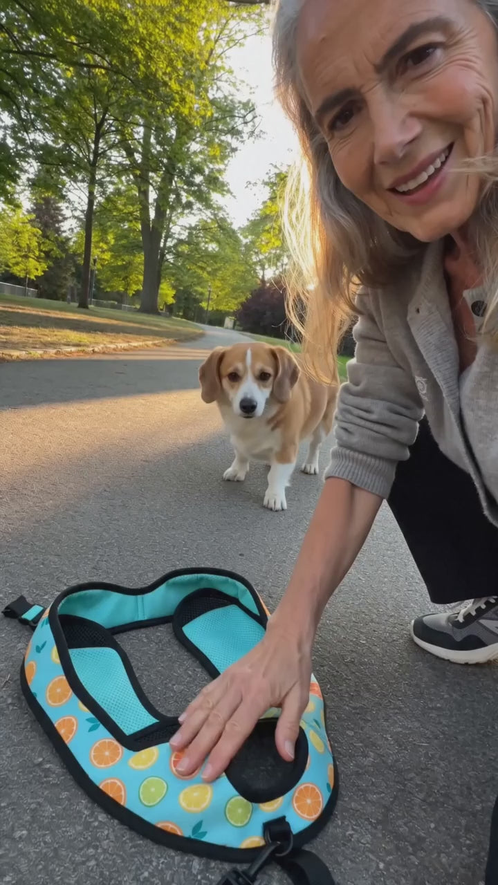 Step-In Padded Dog Harness — No-Struggle Clip & Go Design